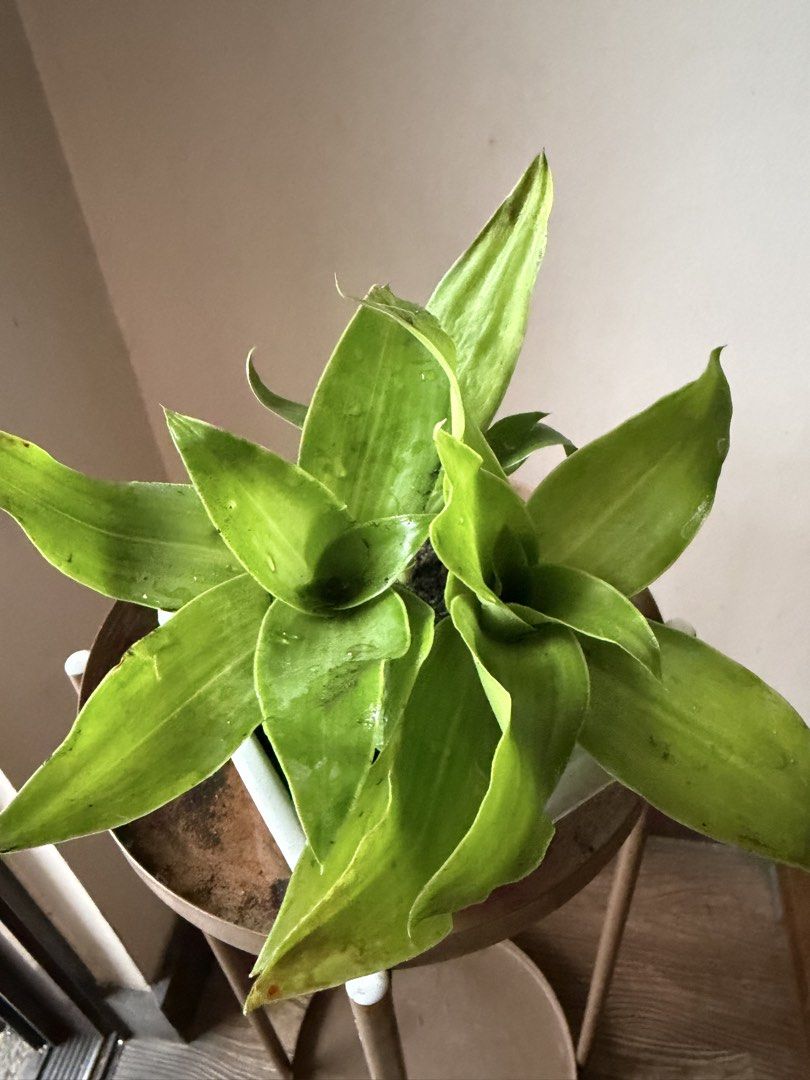 🪴Basket Plant (C) (Category: Plants & Seeds) located in Paranaque City. Submitted by nannysgarden (Listing ID 1467367641, Image 1). Description: 🍀🌸🌺🍃 Payment first before shipping /pickup MOP via GCash Delivery via Grab /lalamove Delivery fee care of Buyer.