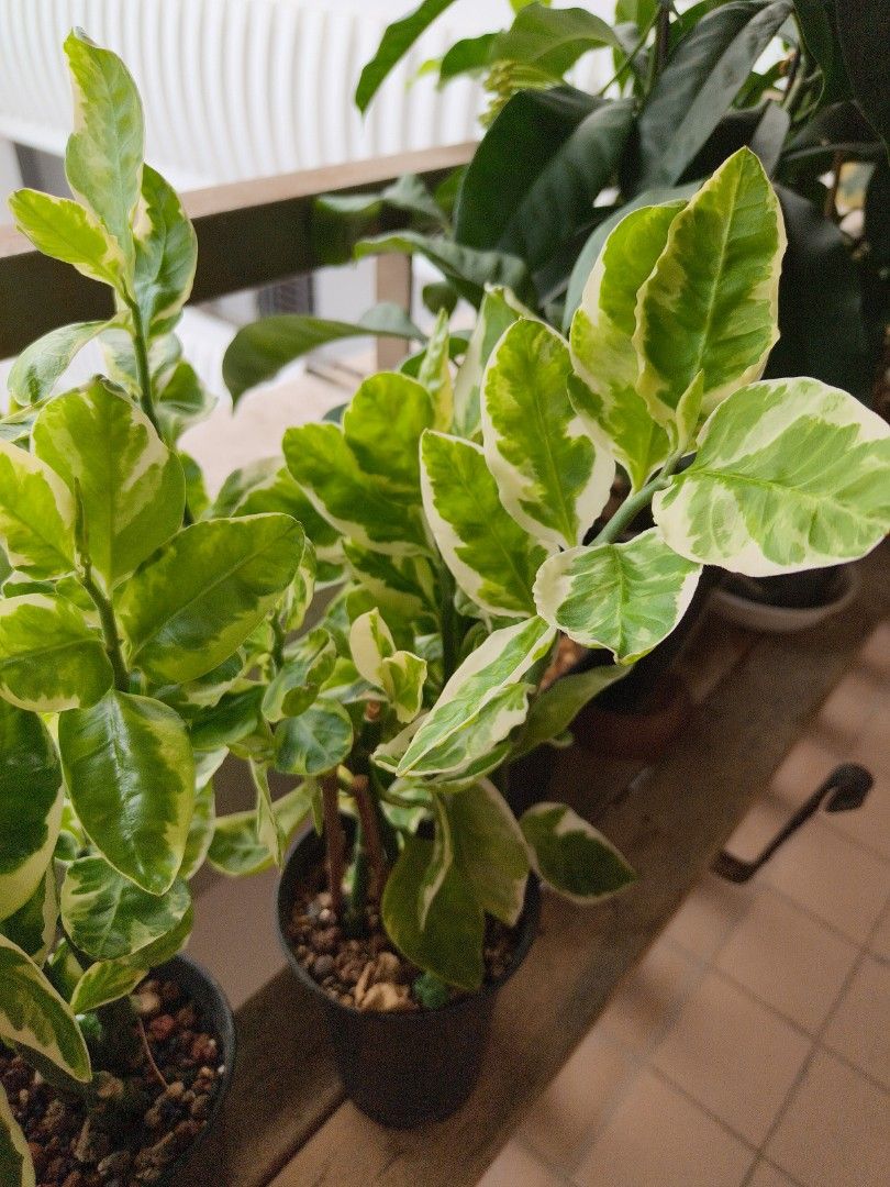 Devil's backbone (Category: Plants & Seeds) located in Singapore. Submitted by joycelee875 (Listing ID 1467368310, Image 3). Description: - Plant: Devil's Backbone (Variegated Pedilanthus tithymaloides) - Foliage: Vibrant green leaves with creamy white variegation - Condition: Healthy, established plant in a black nursery pot - Care: Low maintenance, great for indoor or sheltered outdoor spaces (like HDB corridors) - Meetup: Punggol Meridian or S