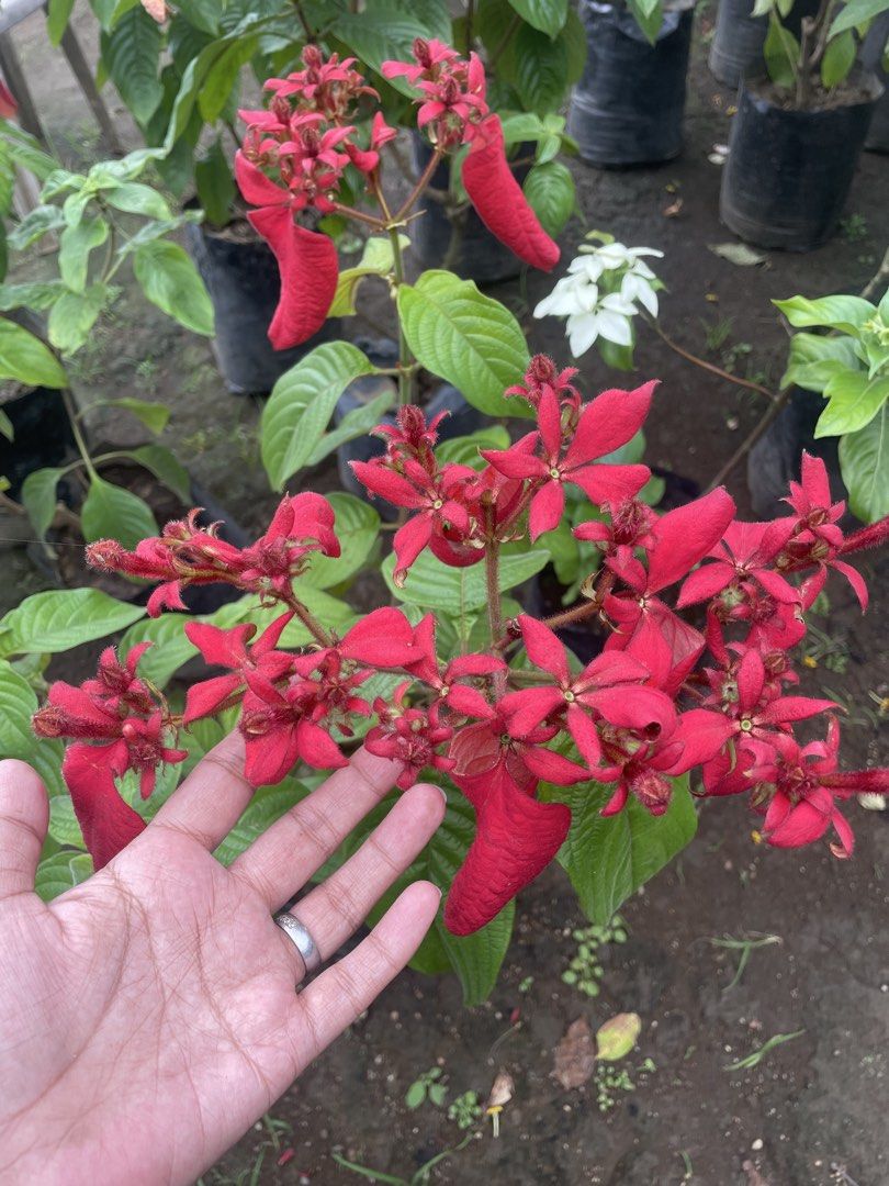 doña eva (Category: Gardening Tools & Ornaments) located in Silang. Submitted by luckykoki2018 (Listing ID 1465595825, Image 2). Description: .