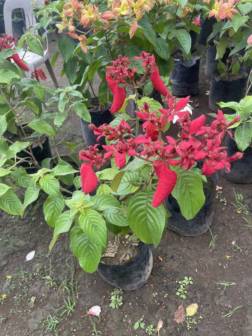 doña eva (Category: Gardening Tools & Ornaments) located in Silang. Submitted by luckykoki2018 (Listing ID 1465595825, Image 1). Description: .
