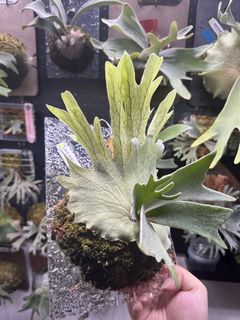 （分類：）位於 。 由 komoreb1_ 提交（商品編號 1467482446，圖片 1）。簡介： 。