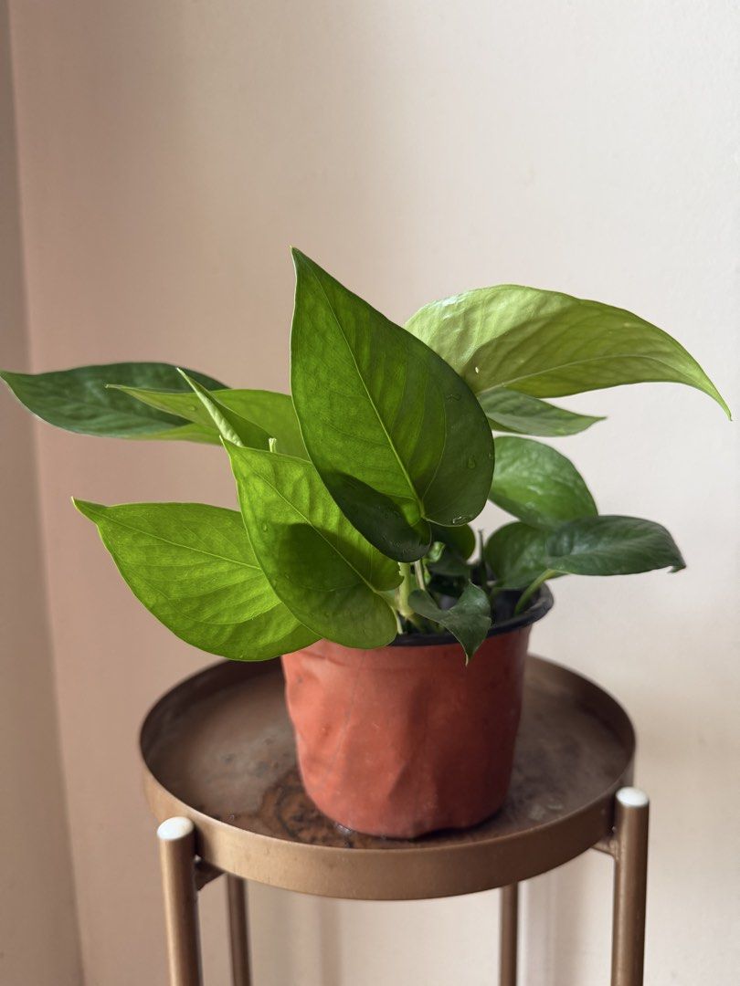 🪴Jade Pothos (Category: Plants & Seeds) located in Paranaque City. Submitted by nannysgarden (Listing ID 1467495150, Image 3). Description: 🍀🌸🌺🍃 Payment first before shipping /pickup MOP via GCash Delivery via Grab /lalamove Delivery fee care of Buyer.