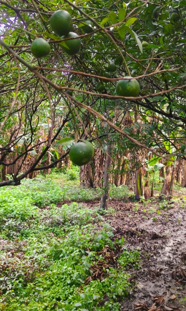 joel masa (Category: Lot) located in San Pablo. Submitted by jawomasa (Listing ID 1467599002, Image 2). Description: 🌴 𝐋𝐎𝐓 𝐅𝐎𝐑 𝐒𝐀𝐋𝐄 🌴 📍 Brgy. Santiago 2, San Pablo City, Laguna 🌍Sitio Bungbong 📍 Near Bypass Road/TR4 ✨ 𝐅𝐄𝐀𝐓𝐔𝐑𝐄𝐒: ✓ Subdivided Residential/Farmlot - TAX DEC Property ✓ Lots of Fruit Bearing Trees ✓ May malapit na Ilog sa area ✓ 5 Meters Wide Road 👉27 Meters From Brgy Secondary Cemented Road 📐100SQM up to 500 S