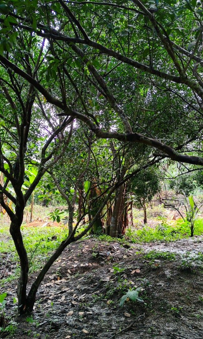 joel masa (Category: Lot) located in San Pablo. Submitted by jawomasa (Listing ID 1467599002, Image 3). Description: 🌴 𝐋𝐎𝐓 𝐅𝐎𝐑 𝐒𝐀𝐋𝐄 🌴 📍 Brgy. Santiago 2, San Pablo City, Laguna 🌍Sitio Bungbong 📍 Near Bypass Road/TR4 ✨ 𝐅𝐄𝐀𝐓𝐔𝐑𝐄𝐒: ✓ Subdivided Residential/Farmlot - TAX DEC Property ✓ Lots of Fruit Bearing Trees ✓ May malapit na Ilog sa area ✓ 5 Meters Wide Road 👉27 Meters From Brgy Secondary Cemented Road 📐100SQM up to 500 S