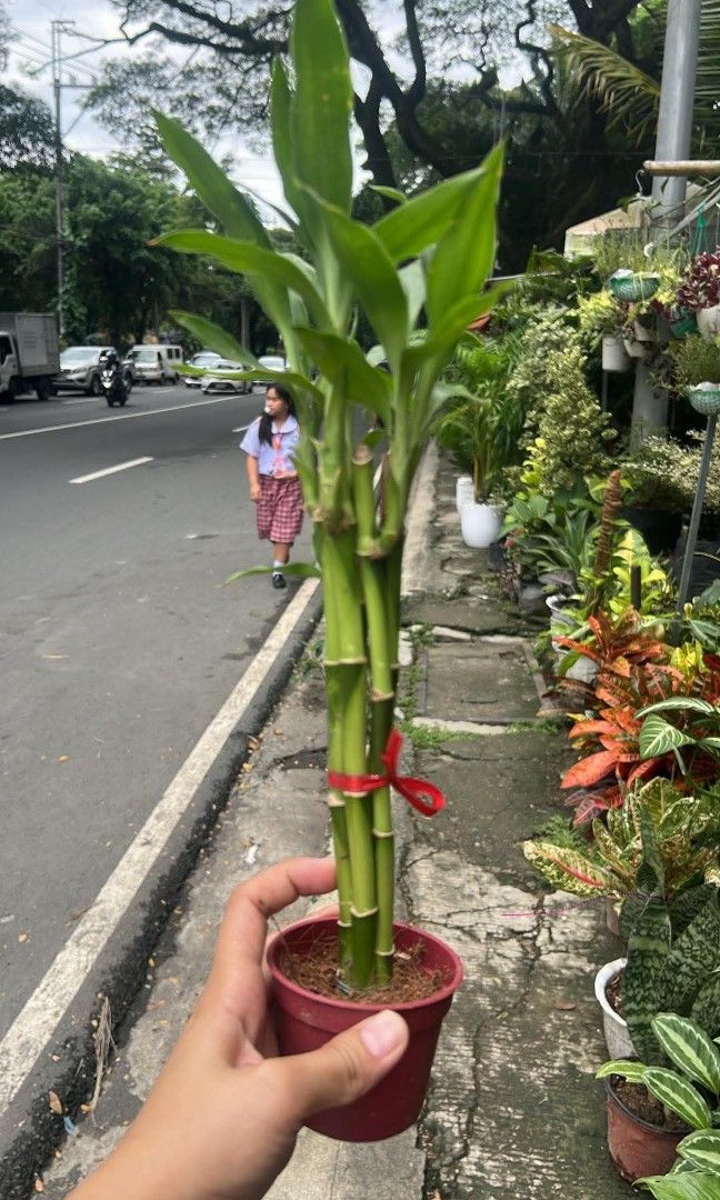 Lucky bamboo (Category: Plants & Seeds) located in Quezon City. Submitted by amazingmaria3680 (Listing ID 1467590719, Image 3). Description: .