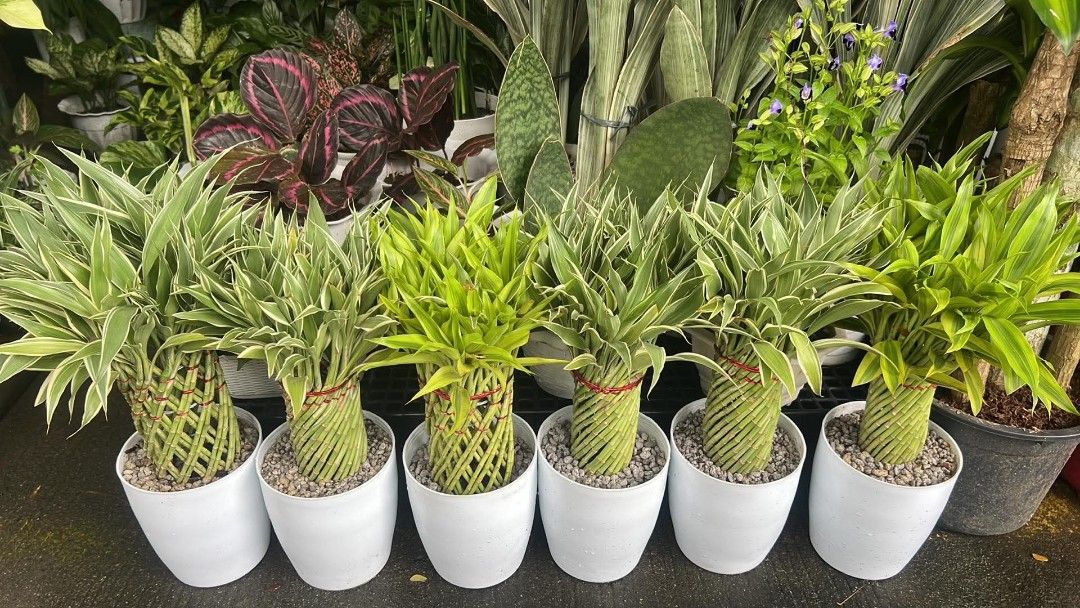 Lucky bamboo (Category: Plants & Seeds) located in Quezon City. Submitted by amazingmaria3680 (Listing ID 1467590719, Image 1). Description: .