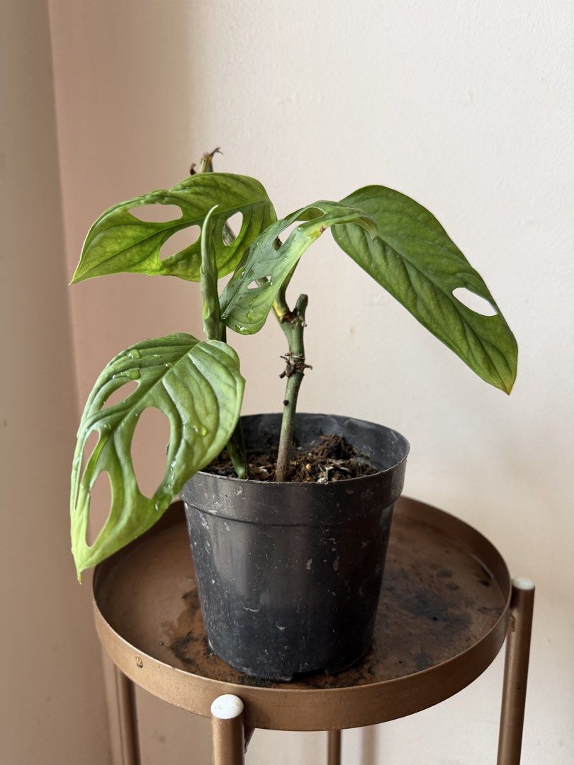 🪴Monstera Adonsinii (A) (Category: Plants & Seeds) located in Paranaque City. Submitted by nannysgarden (Listing ID 1467487728, Image 2). Description: 🍀🌸🌺🍃 Payment first before shipping /pickup MOP via GCash Delivery via Grab /lalamove Delivery fee care of Buyer.