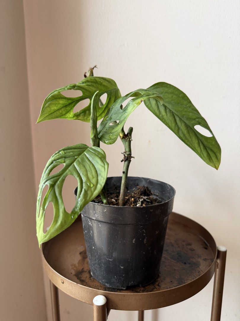 🪴Monstera Adonsinii (A) (Category: Plants & Seeds) located in Paranaque City. Submitted by nannysgarden (Listing ID 1467487728, Image 1). Description: 🍀🌸🌺🍃 Payment first before shipping /pickup MOP via GCash Delivery via Grab /lalamove Delivery fee care of Buyer.