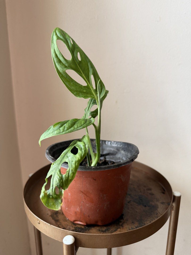 🪴Monstera Adonsinii (B) (Category: Plants & Seeds) located in Paranaque City. Submitted by nannysgarden (Listing ID 1467488025, Image 2). Description: 🍀🌸🌺🍃 Payment first before shipping /pickup MOP via GCash Delivery via Grab /lalamove Delivery fee care of Buyer.