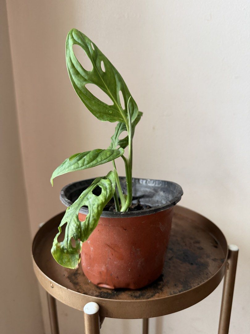 🪴Monstera Adonsinii (B) (Category: Plants & Seeds) located in Paranaque City. Submitted by nannysgarden (Listing ID 1467488025, Image 3). Description: 🍀🌸🌺🍃 Payment first before shipping /pickup MOP via GCash Delivery via Grab /lalamove Delivery fee care of Buyer.