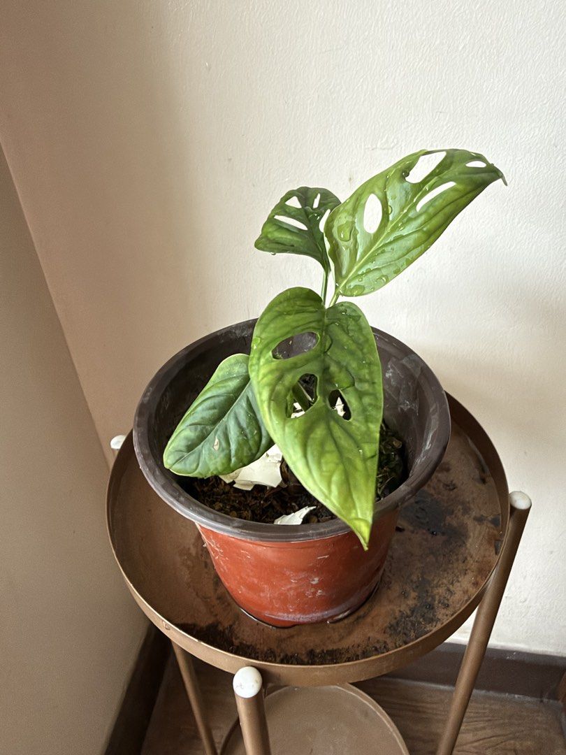 🪴Monstera Adonsinii (C) (Category: Plants & Seeds) located in Paranaque City. Submitted by nannysgarden (Listing ID 1467488847, Image 1). Description: 🍀🌸🌺🍃 Payment first before shipping /pickup MOP via GCash Delivery via Grab /lalamove Delivery fee care of Buyer.
