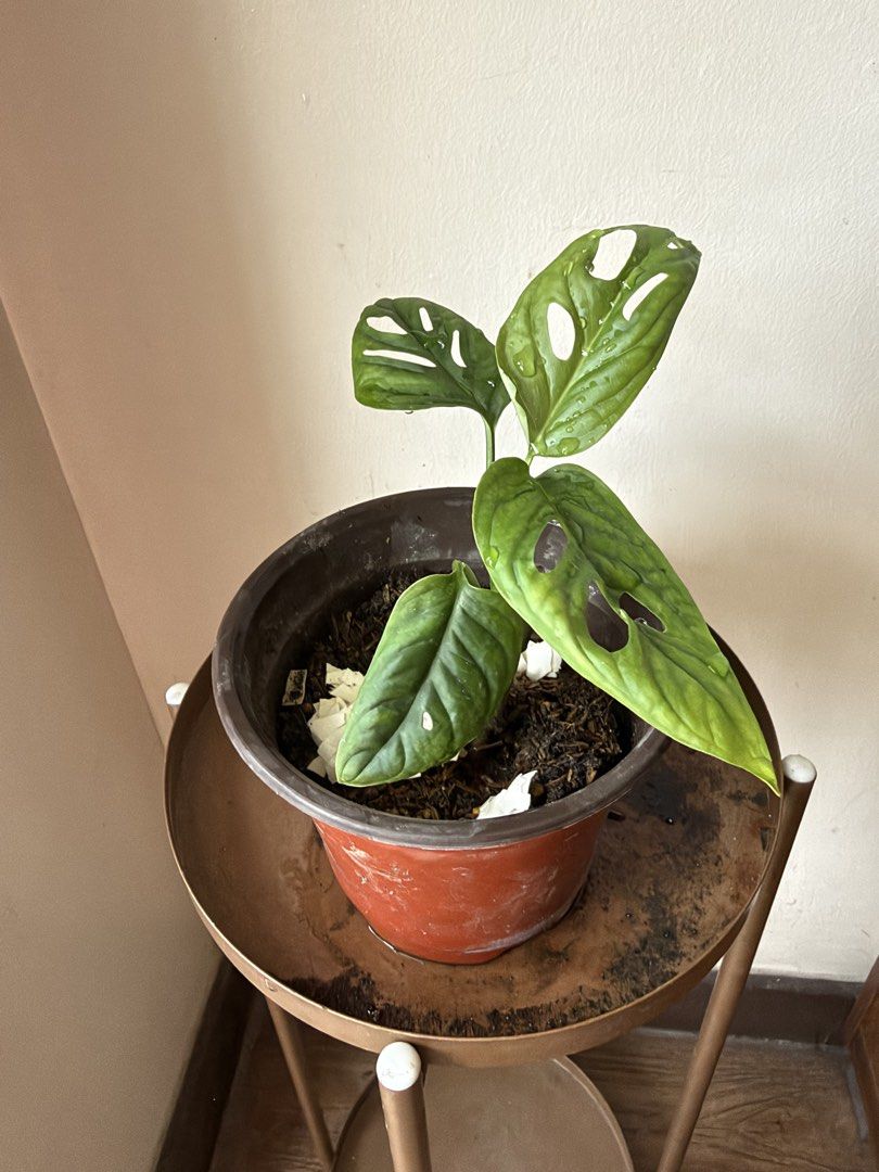 🪴Monstera Adonsinii (C) (Category: Plants & Seeds) located in Paranaque City. Submitted by nannysgarden (Listing ID 1467488847, Image 3). Description: 🍀🌸🌺🍃 Payment first before shipping /pickup MOP via GCash Delivery via Grab /lalamove Delivery fee care of Buyer.