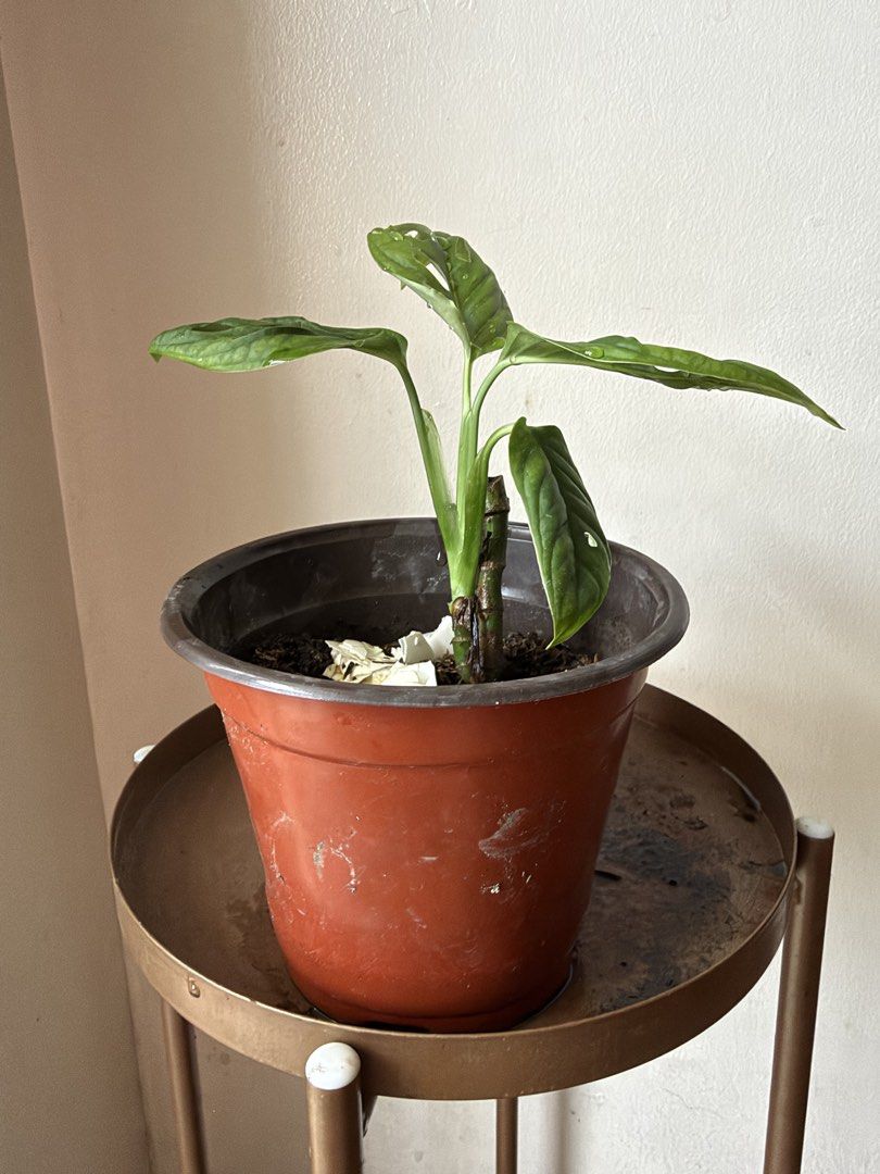 🪴Monstera Adonsinii (C) (Category: Plants & Seeds) located in Paranaque City. Submitted by nannysgarden (Listing ID 1467488847, Image 2). Description: 🍀🌸🌺🍃 Payment first before shipping /pickup MOP via GCash Delivery via Grab /lalamove Delivery fee care of Buyer.