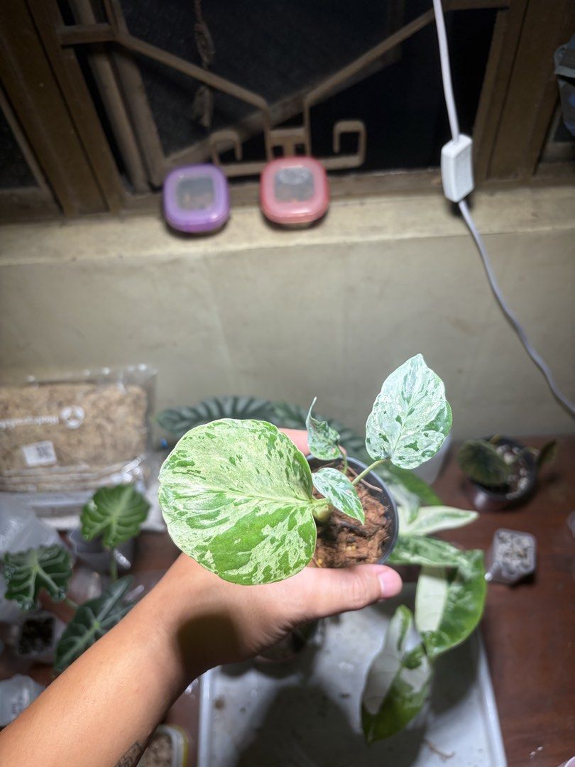 Monstera Bulbasaur (Category: Plants & Seeds) located in Manila. Submitted by vidamsss (Listing ID 1467461577, Image 2). Description: - Plant: Monstera Bulbasaur - Status: Stable na po - Location: Malabon.