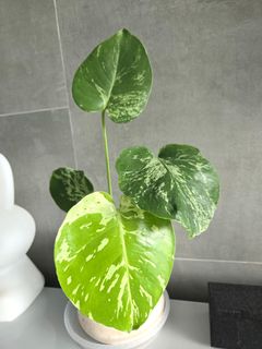 （分類：）位於 。 由 miffykat 提交（商品編號 1466859832，圖片 1）。簡介： 。