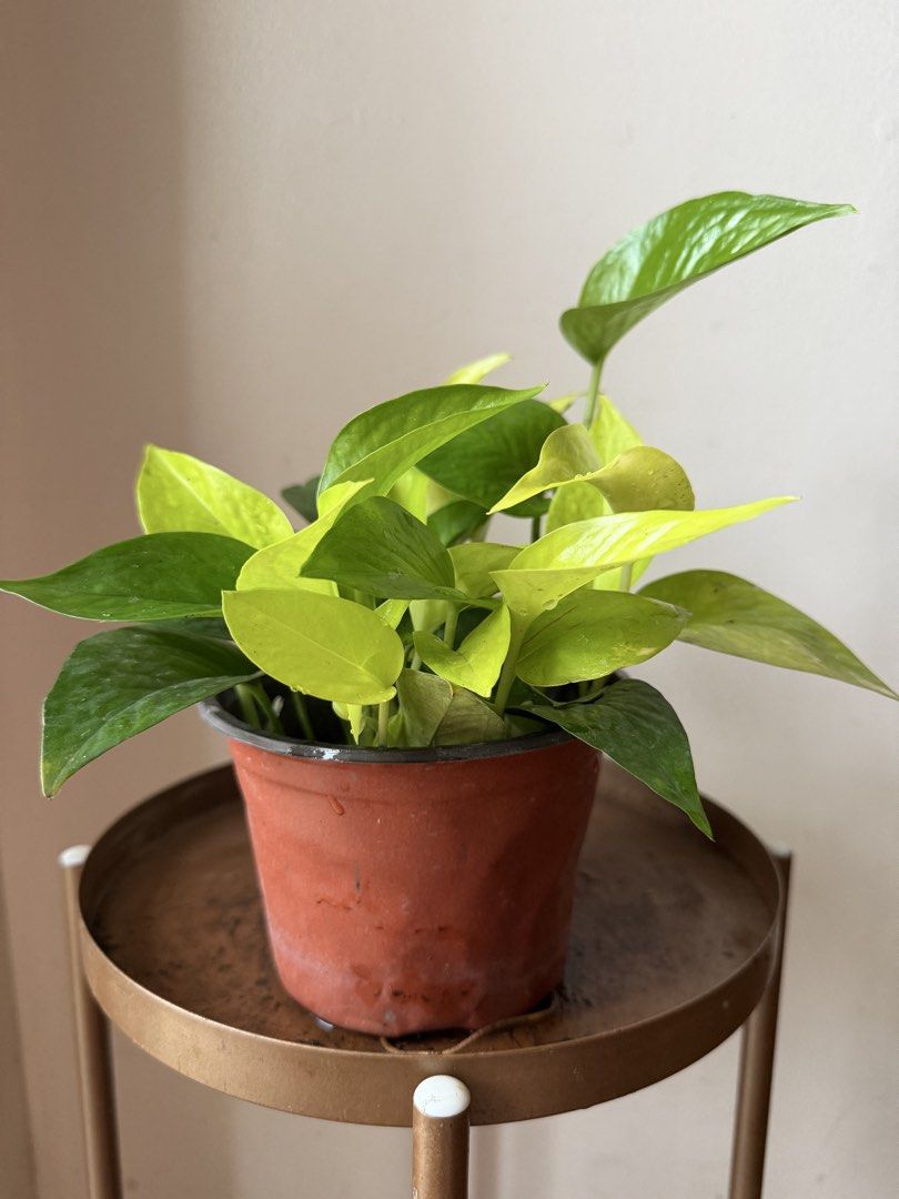 🪴Neon &Jade pothos (Category: Plants & Seeds) located in Paranaque City. Submitted by nannysgarden (Listing ID 1458973965, Image 3). Description: 🍀🌸🌺🍃 Payment first before shipping /pickup MOP via GCash Delivery via Grab /lalamove Delivery fee care of Buyer.