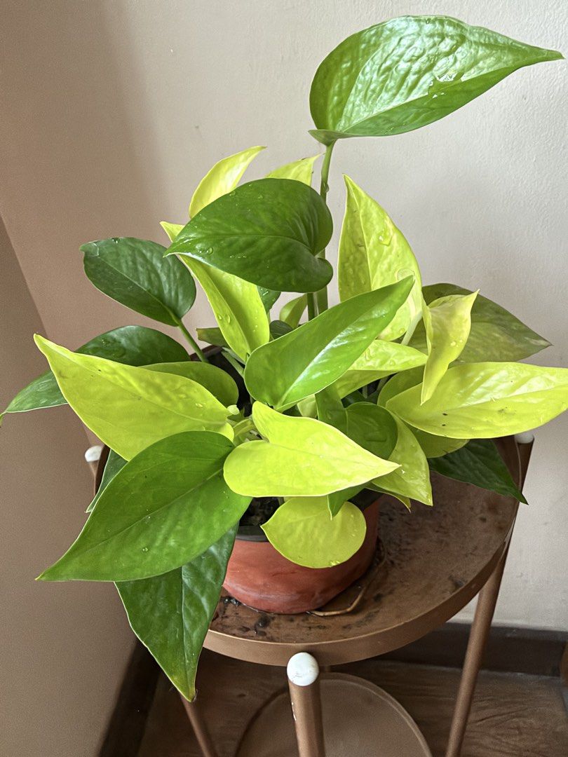 🪴Neon &Jade pothos (Category: Plants & Seeds) located in Paranaque City. Submitted by nannysgarden (Listing ID 1458973965, Image 2). Description: 🍀🌸🌺🍃 Payment first before shipping /pickup MOP via GCash Delivery via Grab /lalamove Delivery fee care of Buyer.