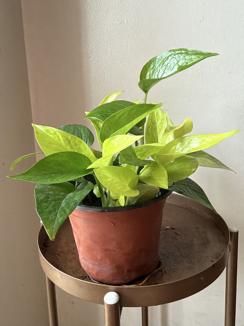 🪴Neon &Jade pothos (Category: Plants & Seeds) located in Paranaque City. Submitted by nannysgarden (Listing ID 1458973965, Image 1). Description: 🍀🌸🌺🍃 Payment first before shipping /pickup MOP via GCash Delivery via Grab /lalamove Delivery fee care of Buyer.