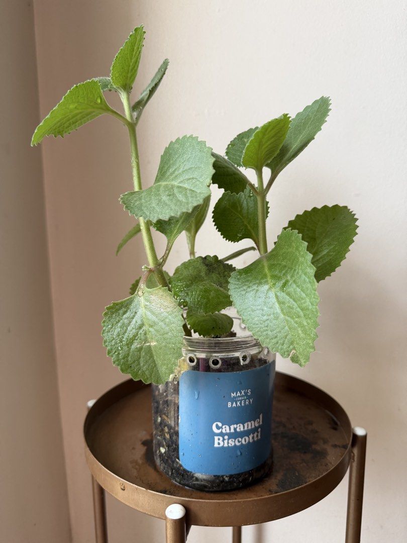 🪴Oregano (B) (Category: Plants & Seeds) located in Paranaque City. Submitted by nannysgarden (Listing ID 1467490707, Image 1). Description: 🍀🌸🌺🍃 Payment first before shipping /pickup MOP via GCash Delivery via Grab /lalamove Delivery fee care of Buyer.