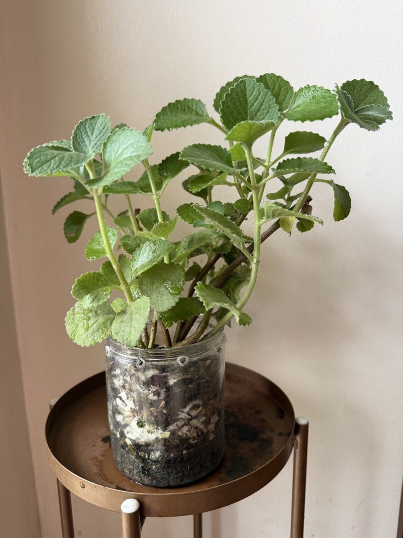 🪴Oregano (c) (Category: Plants & Seeds) located in Paranaque City. Submitted by nannysgarden (Listing ID 1467490993, Image 2). Description: 🍀🌸🌺🍃 Payment first before shipping /pickup MOP via GCash Delivery via Grab /lalamove Delivery fee care of Buyer.