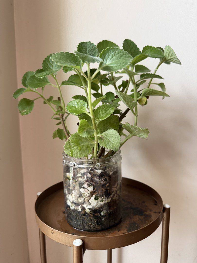 🪴Oregano (c) (Category: Plants & Seeds) located in Paranaque City. Submitted by nannysgarden (Listing ID 1467490993, Image 3). Description: 🍀🌸🌺🍃 Payment first before shipping /pickup MOP via GCash Delivery via Grab /lalamove Delivery fee care of Buyer.