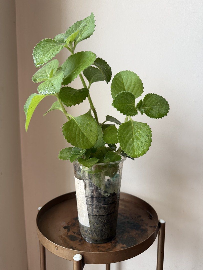 🪴Oregano (D) (Category: Plants & Seeds) located in Paranaque City. Submitted by nannysgarden (Listing ID 1467491186, Image 1). Description: 🍀🌸🌺🍃 Payment first before shipping /pickup MOP via GCash Delivery via Grab /lalamove Delivery fee care of Buyer.