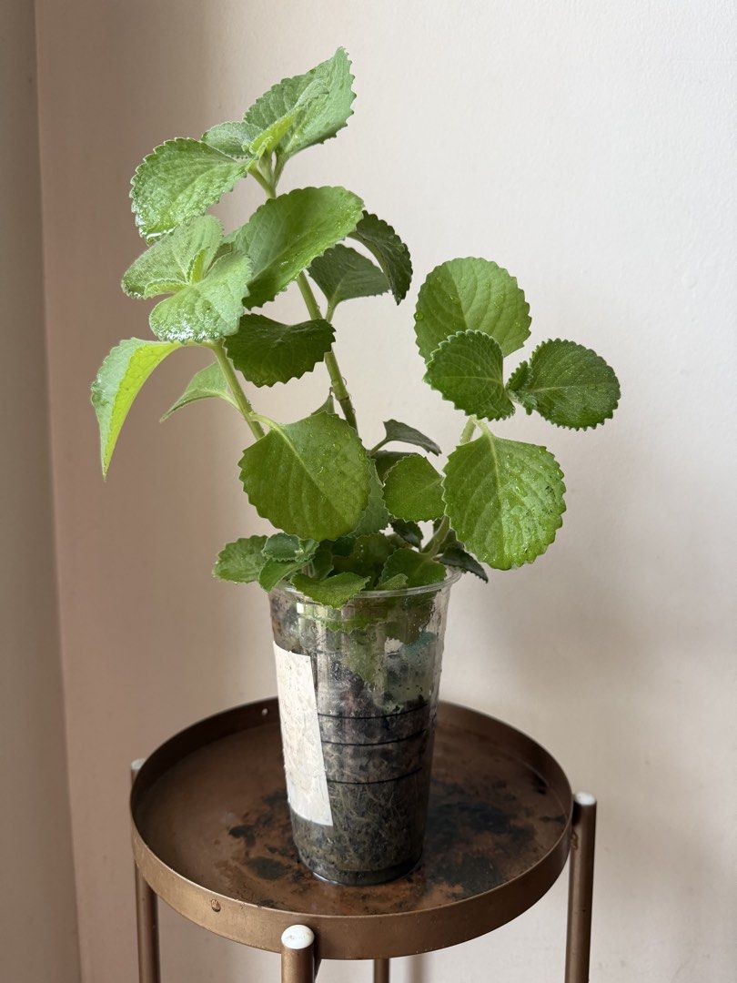 🪴Oregano (D) (Category: Plants & Seeds) located in Paranaque City. Submitted by nannysgarden (Listing ID 1467491186, Image 3). Description: 🍀🌸🌺🍃 Payment first before shipping /pickup MOP via GCash Delivery via Grab /lalamove Delivery fee care of Buyer.