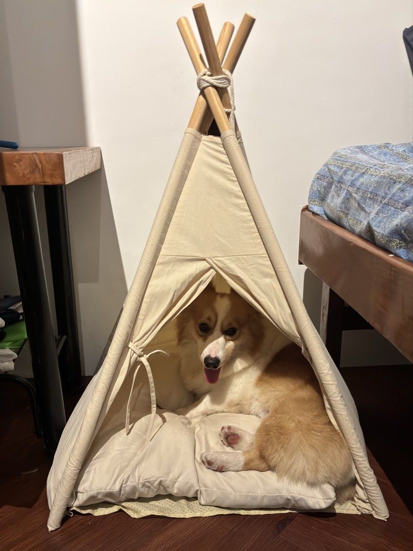 Pet Teepee Tent (Category: Homes & Other Pet Accessories) located in Cavite. Submitted by thriftbymari (Listing ID 1467438351, Image 2). Description: - For small dogs - Shipping via j&t or lalamove - Location: biñan, laguna pet not included 🫣.