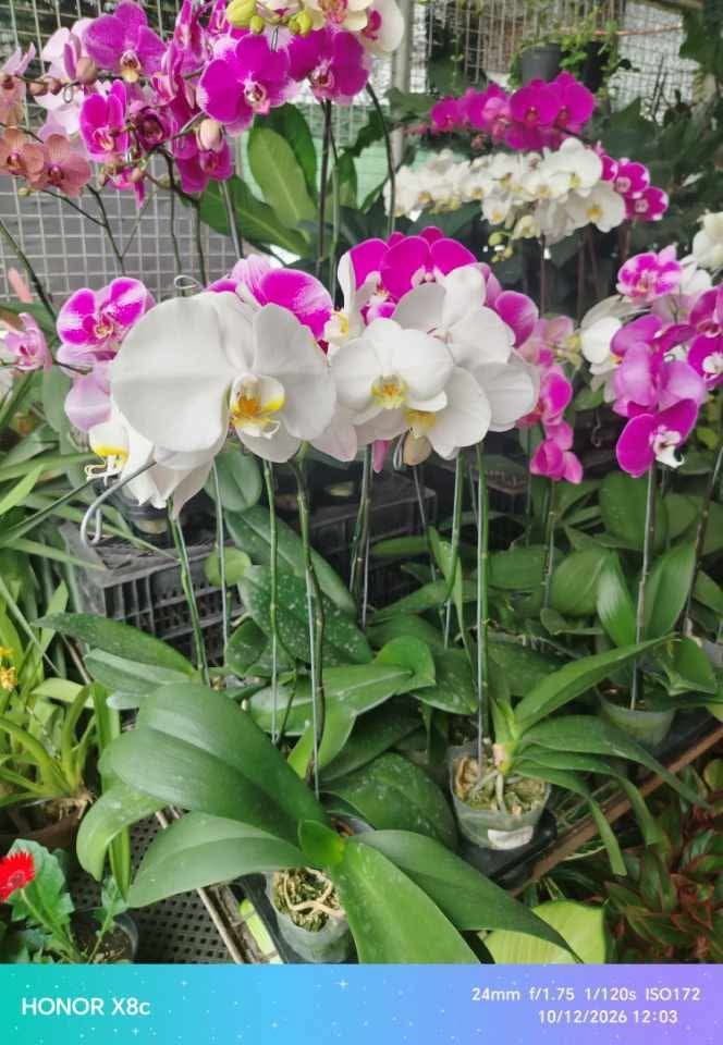 Phals orchids (Category: Plants & Seeds) located in Quezon City. Submitted by amazingmaria3680 (Listing ID 1467590765, Image 1). Description: .