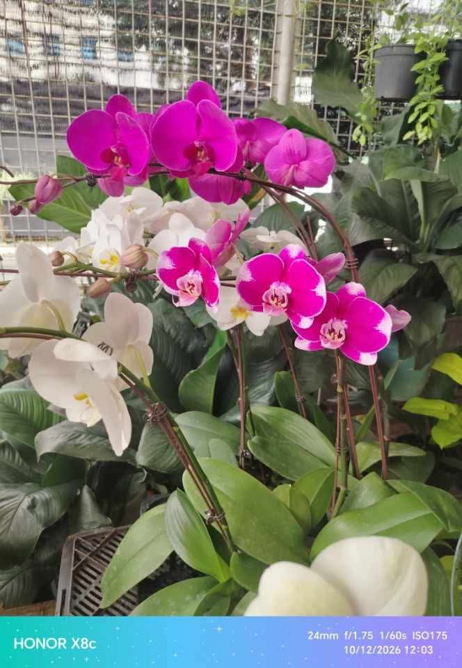 Phals orchids (Category: Plants & Seeds) located in Quezon City. Submitted by amazingmaria3680 (Listing ID 1467590765, Image 3). Description: .