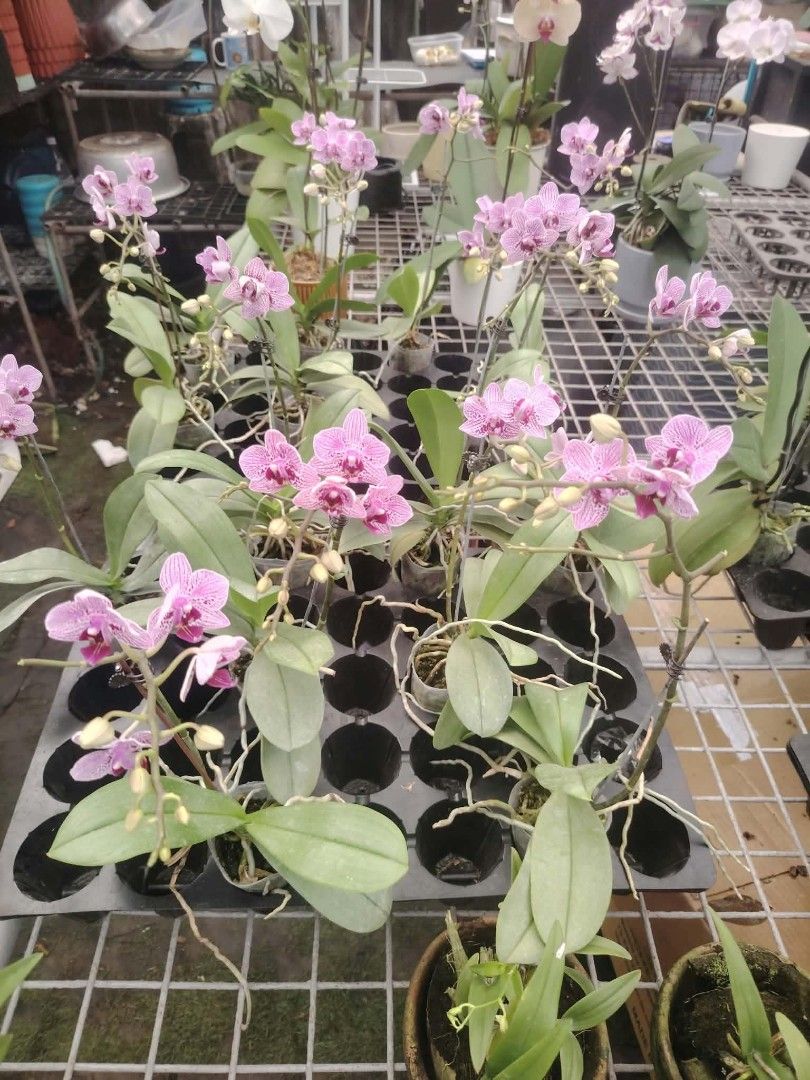 Phals orchids azalea plants (Category: Plants & Seeds) located in Quezon City. Submitted by amazingmaria3680 (Listing ID 1467590741, Image 2). Description: .