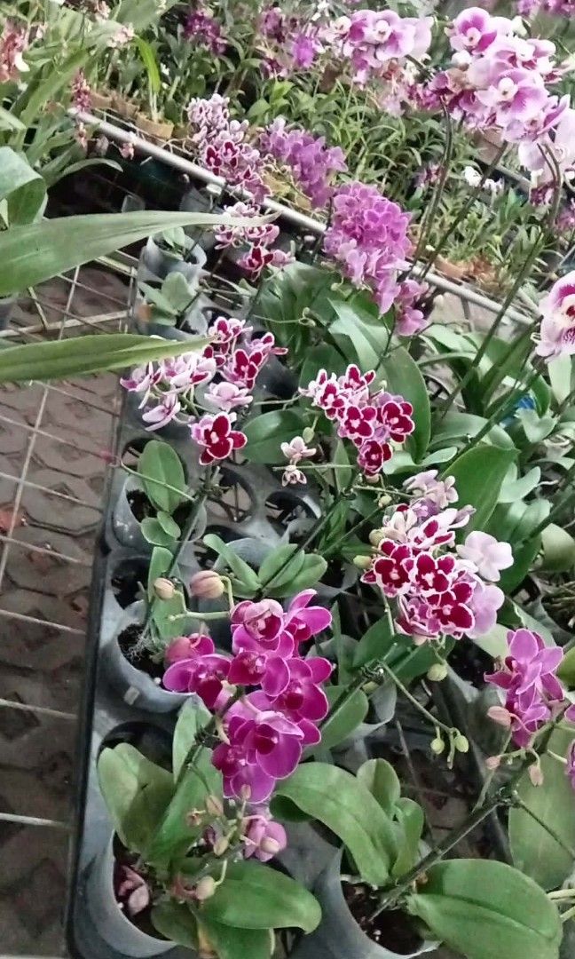 Phals orchids azalea plants (Category: Plants & Seeds) located in Quezon City. Submitted by amazingmaria3680 (Listing ID 1467590741, Image 3). Description: .