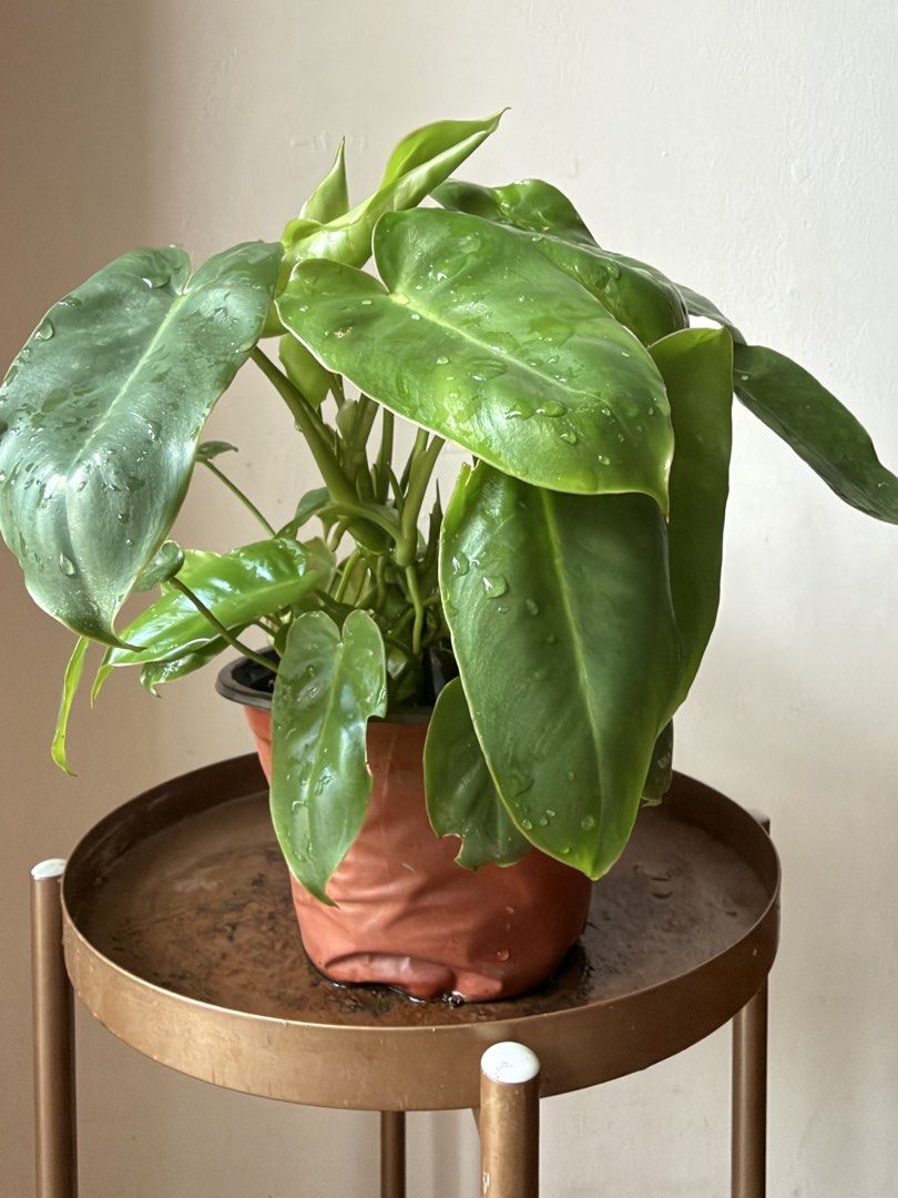 🪴Philodendron Burle Marx (A) (Category: Plants & Seeds) located in Paranaque City. Submitted by nannysgarden (Listing ID 1459673526, Image 1). Description: 🍀🌸🌺🍃 Payment first before shipping /pickup MOP via GCash Delivery via Grab /lalamove Delivery fee care of Buyer.