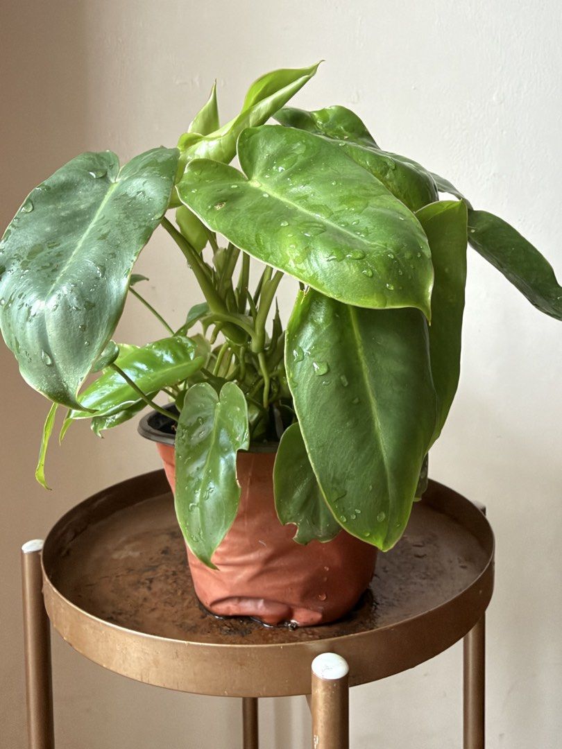 🪴Philodendron Burle Marx (A) (Category: Plants & Seeds) located in Paranaque City. Submitted by nannysgarden (Listing ID 1459673526, Image 2). Description: 🍀🌸🌺🍃 Payment first before shipping /pickup MOP via GCash Delivery via Grab /lalamove Delivery fee care of Buyer.