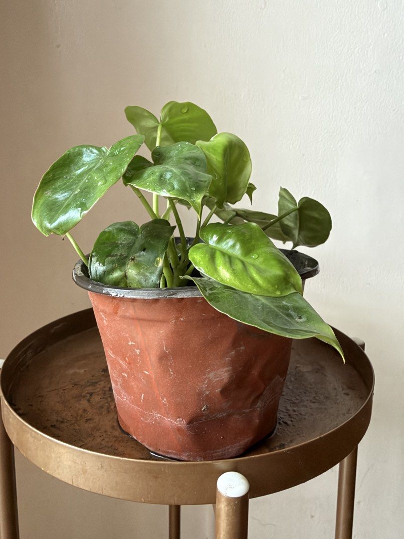 🪴Philodendron Burle Marx (B) (Category: Plants & Seeds) located in Paranaque City. Submitted by nannysgarden (Listing ID 1467485626, Image 1). Description: 🍀🌸🌺🍃 Payment first before shipping /pickup MOP via GCash Delivery via Grab /lalamove Delivery fee care of Buyer.