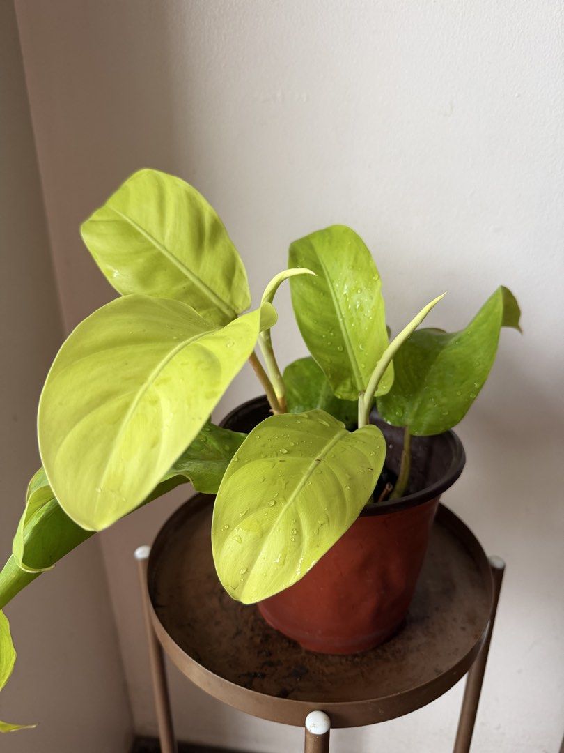 🪴Philodendron Neon (A) (Category: Plants & Seeds) located in Paranaque City. Submitted by nannysgarden (Listing ID 1465053906, Image 3). Description: 🍀🌸🌺🍃 Payment first before shipping /pickup MOP via GCash Delivery via Grab /lalamove Delivery fee care of Buyer.