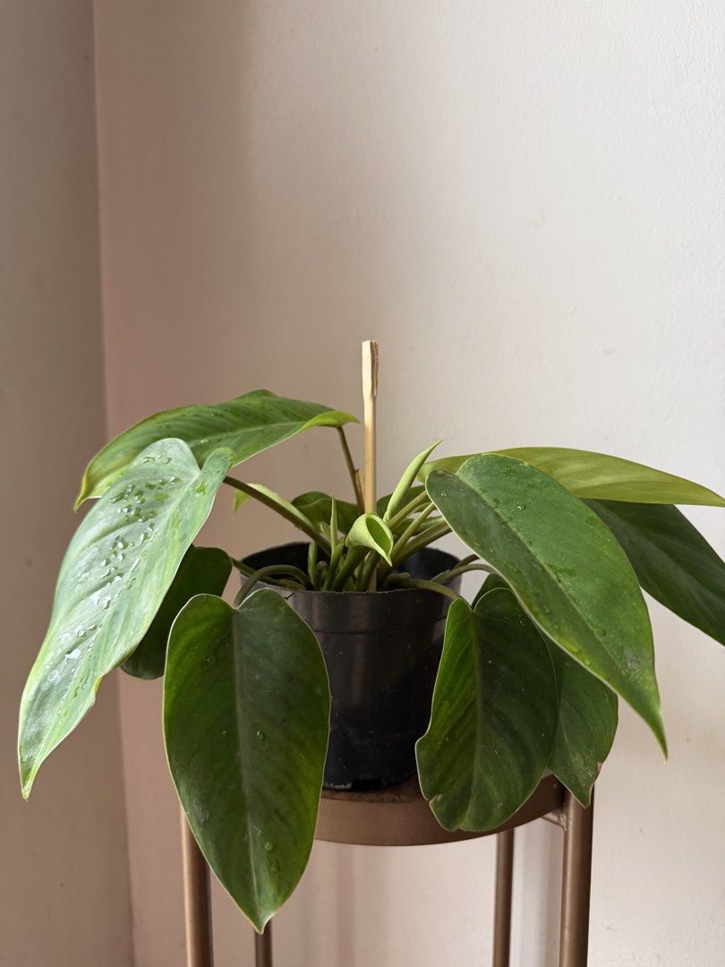🪴Philodendron Orlando (A) (Category: Plants & Seeds) located in Paranaque City. Submitted by nannysgarden (Listing ID 1465054472, Image 1). Description: 🍀🌸🌺🍃 Payment first before shipping /pickup MOP via GCash Delivery via Grab /lalamove Delivery fee care of Buyer.