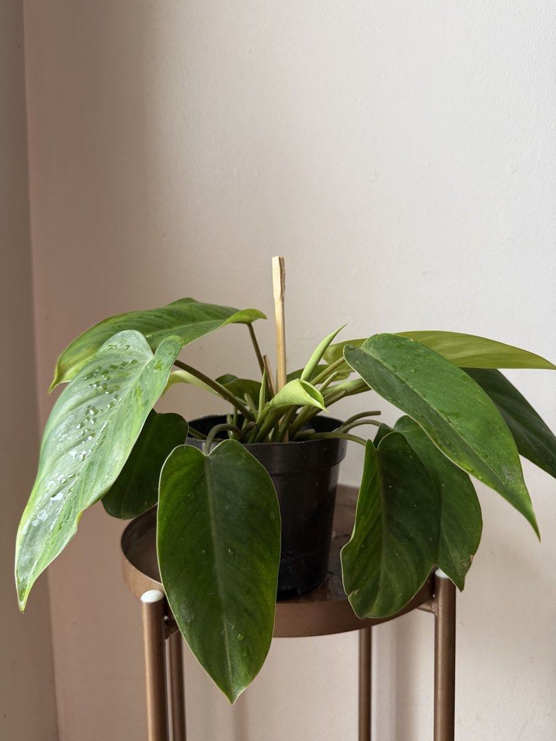 🪴Philodendron Orlando (A) (Category: Plants & Seeds) located in Paranaque City. Submitted by nannysgarden (Listing ID 1465054472, Image 3). Description: 🍀🌸🌺🍃 Payment first before shipping /pickup MOP via GCash Delivery via Grab /lalamove Delivery fee care of Buyer.
