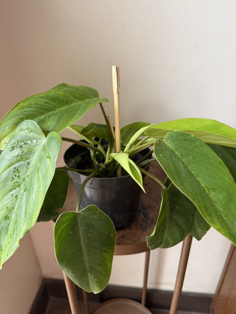 🪴Philodendron Orlando (A) (Category: Plants & Seeds) located in Paranaque City. Submitted by nannysgarden (Listing ID 1465054472, Image 2). Description: 🍀🌸🌺🍃 Payment first before shipping /pickup MOP via GCash Delivery via Grab /lalamove Delivery fee care of Buyer.