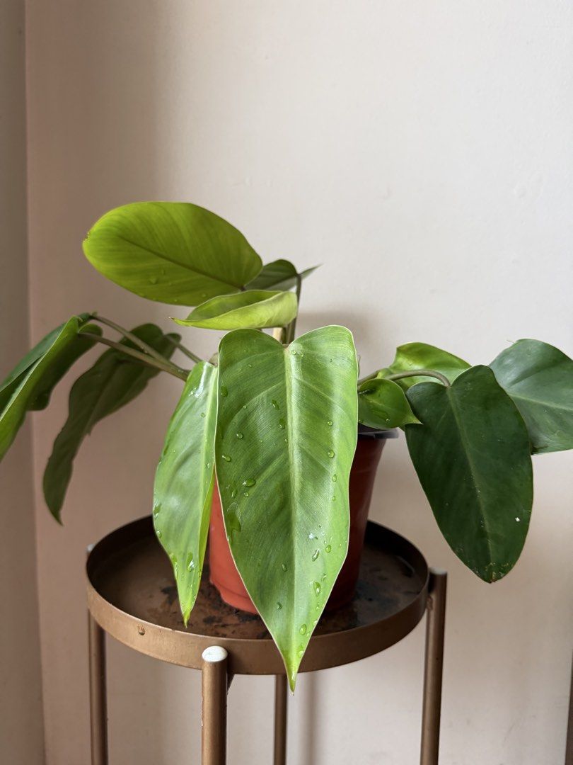 🪴Philodendron Orlando (B) (Category: Plants & Seeds) located in Paranaque City. Submitted by nannysgarden (Listing ID 1465054610, Image 3). Description: 🍀🌸🌺🍃 Payment first before shipping /pickup MOP via GCash Delivery via Grab /lalamove Delivery fee care of Buyer.