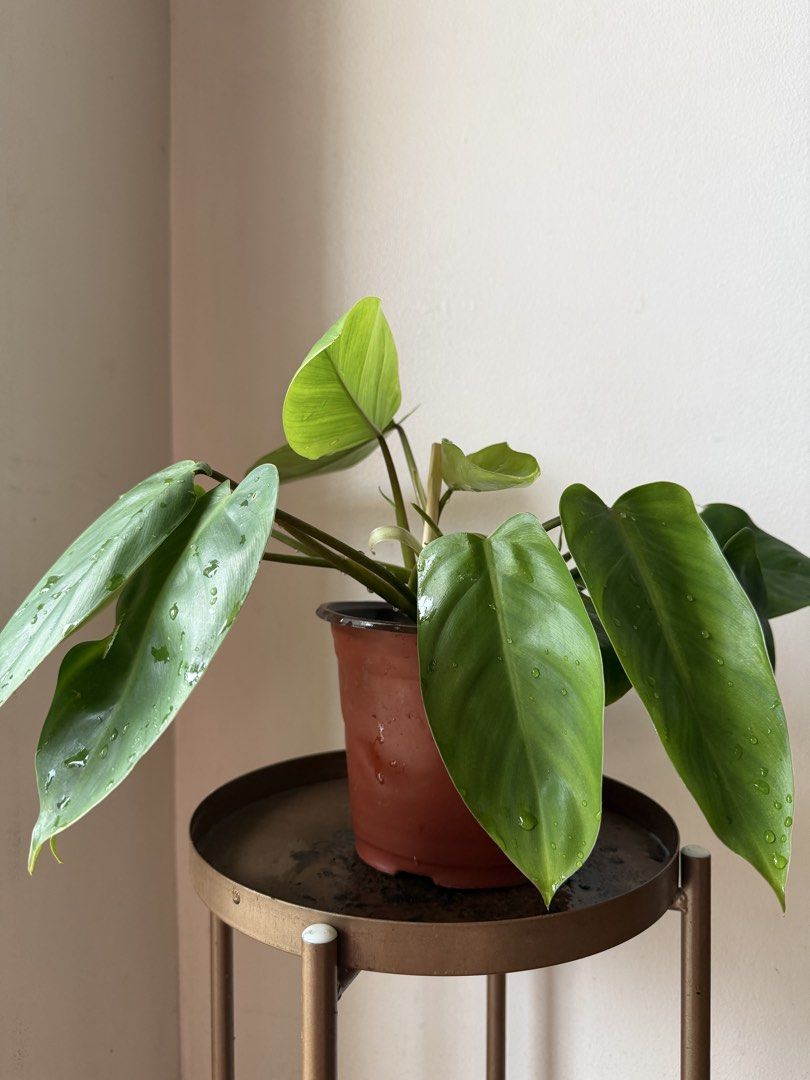 🪴Philodendron Orlando (B) (Category: Plants & Seeds) located in Paranaque City. Submitted by nannysgarden (Listing ID 1465054610, Image 2). Description: 🍀🌸🌺🍃 Payment first before shipping /pickup MOP via GCash Delivery via Grab /lalamove Delivery fee care of Buyer.