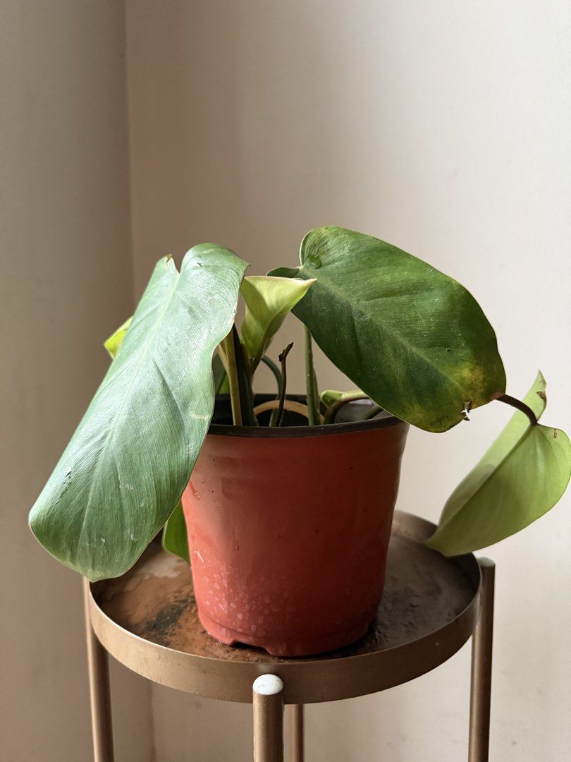 🪴Philodendron Orlando (C) (Category: Plants & Seeds) located in Paranaque City. Submitted by nannysgarden (Listing ID 1467401431, Image 1). Description: 🍀🌸🌺🍃 Payment first before shipping /pickup MOP via GCash Delivery via Grab /lalamove Delivery fee care of Buyer.