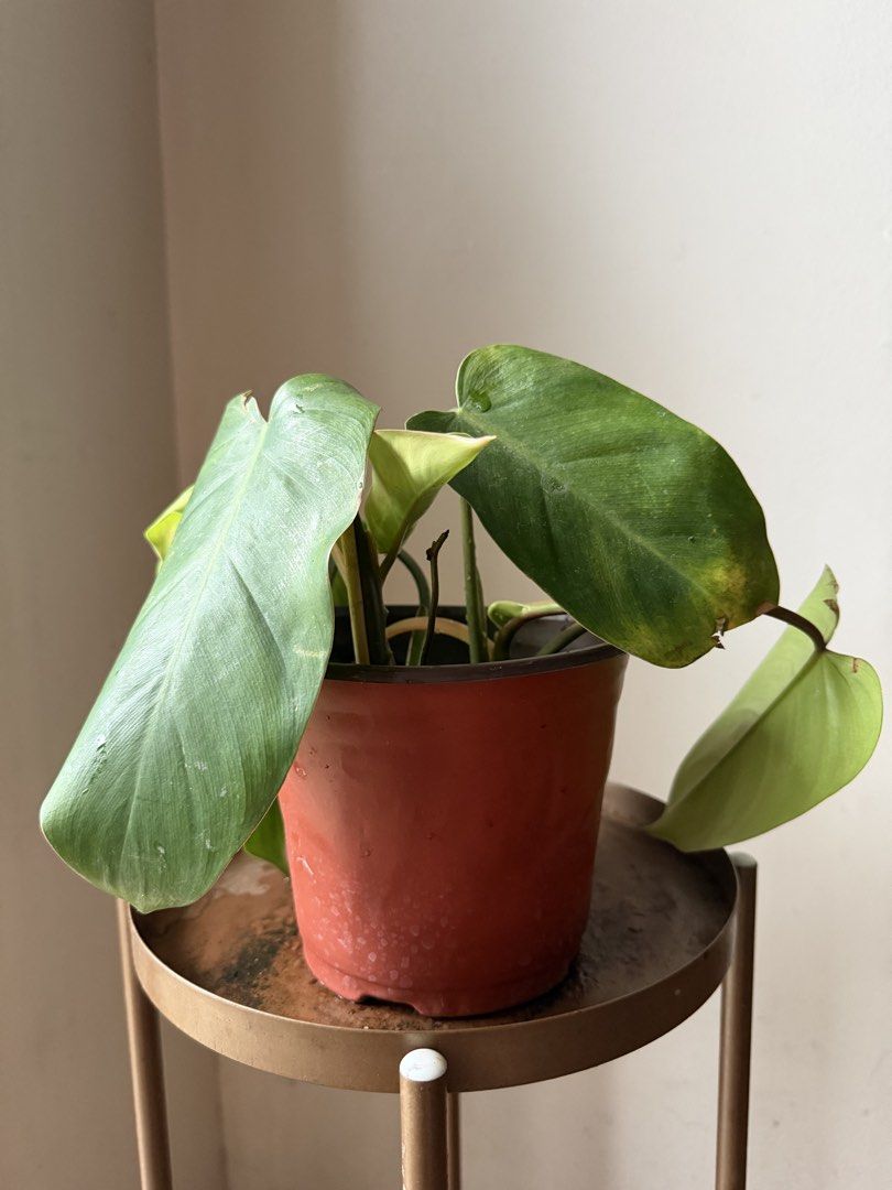 🪴Philodendron Orlando (C) (Category: Plants & Seeds) located in Paranaque City. Submitted by nannysgarden (Listing ID 1467401431, Image 3). Description: 🍀🌸🌺🍃 Payment first before shipping /pickup MOP via GCash Delivery via Grab /lalamove Delivery fee care of Buyer.