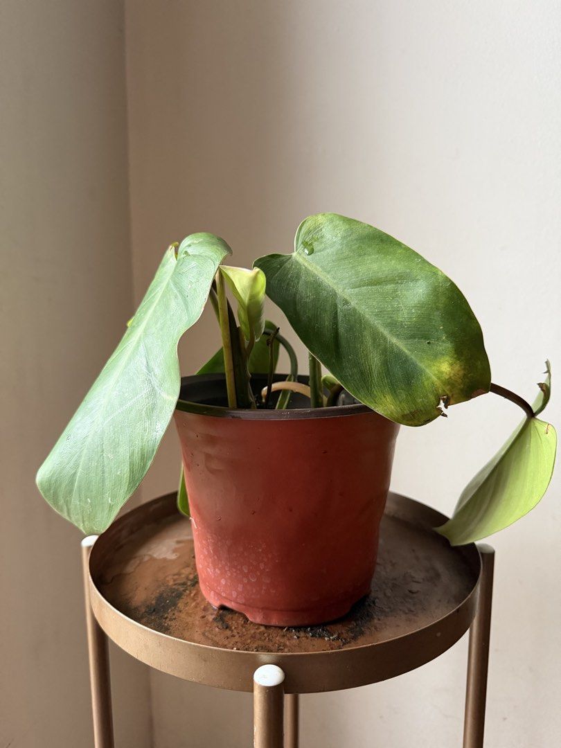 🪴Philodendron Orlando (C) (Category: Plants & Seeds) located in Paranaque City. Submitted by nannysgarden (Listing ID 1467401431, Image 2). Description: 🍀🌸🌺🍃 Payment first before shipping /pickup MOP via GCash Delivery via Grab /lalamove Delivery fee care of Buyer.