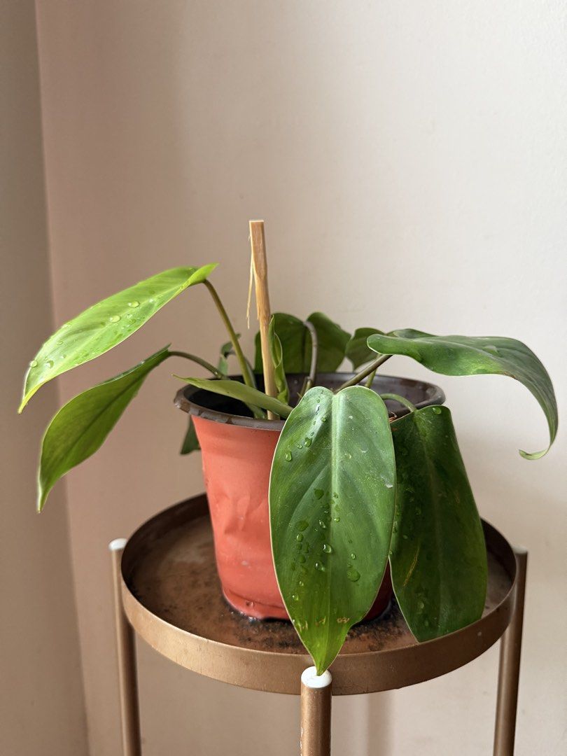 🪴Philodendron Orlando (D) (Category: Plants & Seeds) located in Paranaque City. Submitted by nannysgarden (Listing ID 1467484783, Image 3). Description: 🍀🌸🌺🍃 Payment first before shipping /pickup MOP via GCash Delivery via Grab /lalamove Delivery fee care of Buyer.