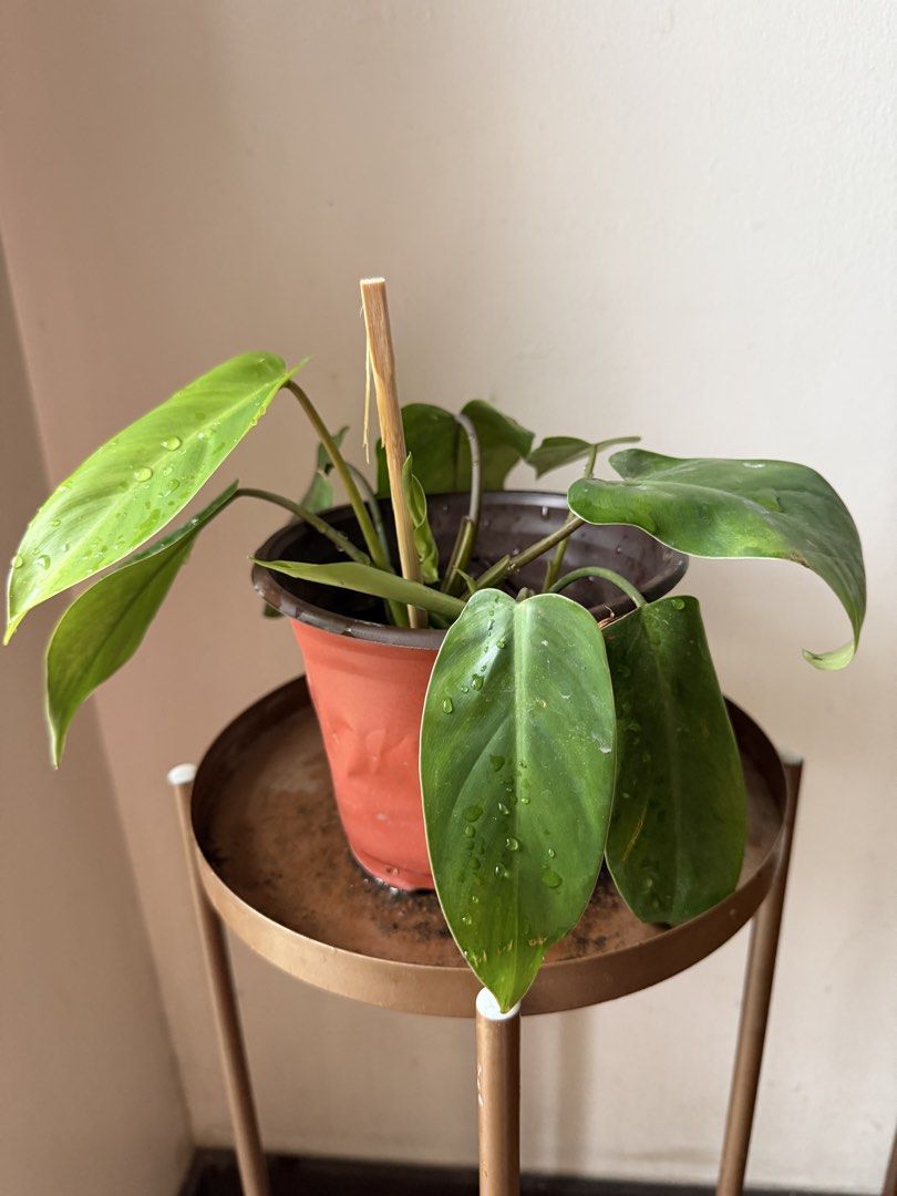 🪴Philodendron Orlando (D) (Category: Plants & Seeds) located in Paranaque City. Submitted by nannysgarden (Listing ID 1467484783, Image 1). Description: 🍀🌸🌺🍃 Payment first before shipping /pickup MOP via GCash Delivery via Grab /lalamove Delivery fee care of Buyer.