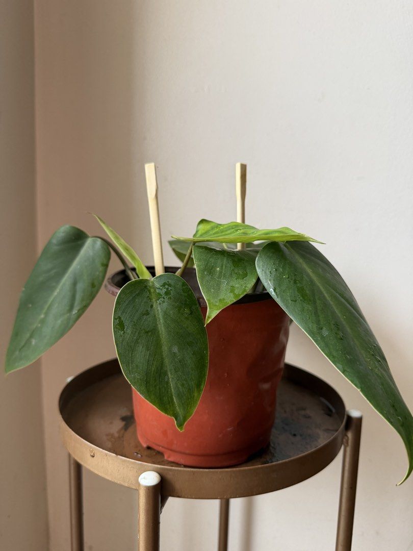 🪴Philodendron Orlando (D) (Category: Plants & Seeds) located in Paranaque City. Submitted by nannysgarden (Listing ID 1467490018, Image 2). Description: 🍀🌸🌺🍃 Payment first before shipping /pickup MOP via GCash Delivery via Grab /lalamove Delivery fee care of Buyer.