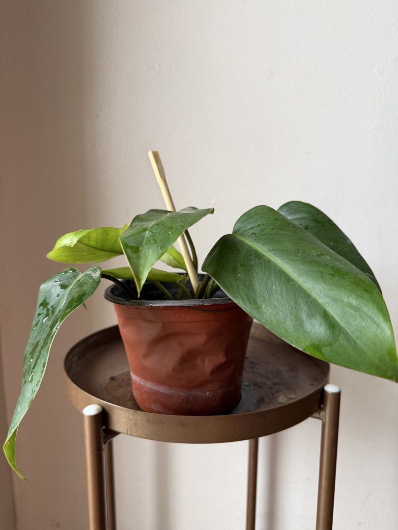 🪴Philodendron Orlando (E) (Category: Plants & Seeds) located in Paranaque City. Submitted by nannysgarden (Listing ID 1467492940, Image 1). Description: 🍀🌸🌺🍃 Payment first before shipping /pickup MOP via GCash Delivery via Grab /lalamove Delivery fee care of Buyer.