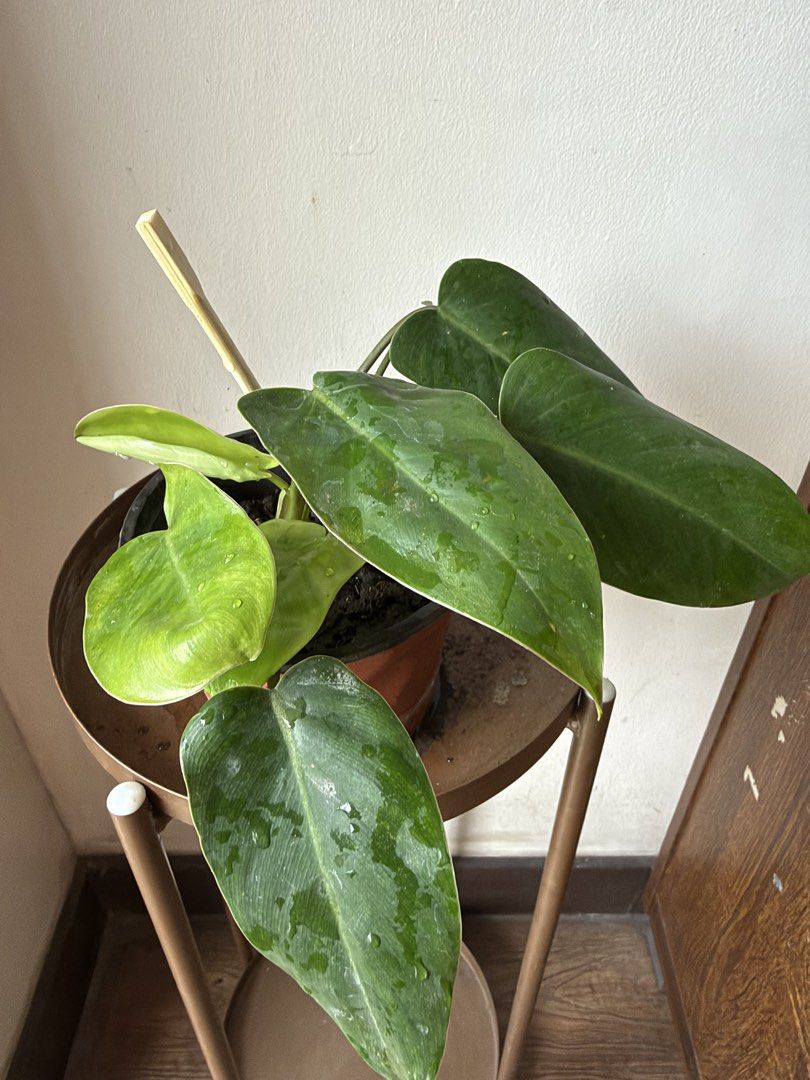 🪴Philodendron Orlando (E) (Category: Plants & Seeds) located in Paranaque City. Submitted by nannysgarden (Listing ID 1467492940, Image 2). Description: 🍀🌸🌺🍃 Payment first before shipping /pickup MOP via GCash Delivery via Grab /lalamove Delivery fee care of Buyer.