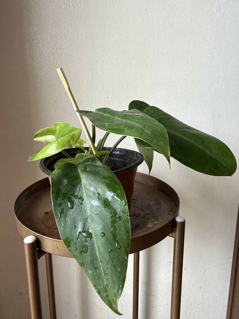 🪴Philodendron Orlando (E) (Category: Plants & Seeds) located in Paranaque City. Submitted by nannysgarden (Listing ID 1467492940, Image 3). Description: 🍀🌸🌺🍃 Payment first before shipping /pickup MOP via GCash Delivery via Grab /lalamove Delivery fee care of Buyer.